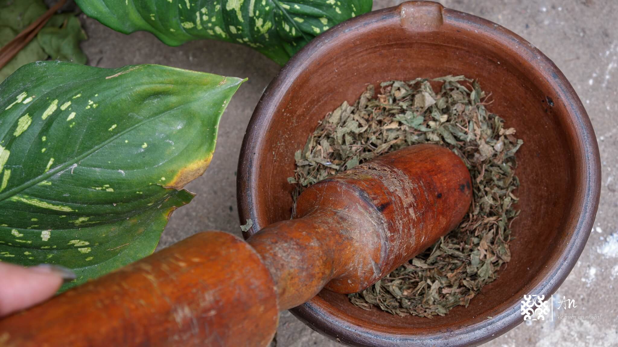 bông gạo kết hợp với Đinh lăng giã tay bông gạo kết hợp với Đinh lăng giã tay