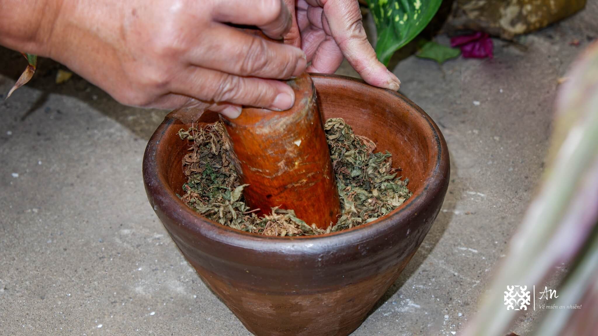 bông gạo kết hợp với Đinh lăng giã tay bông gạo kết hợp với Đinh lăng giã tay