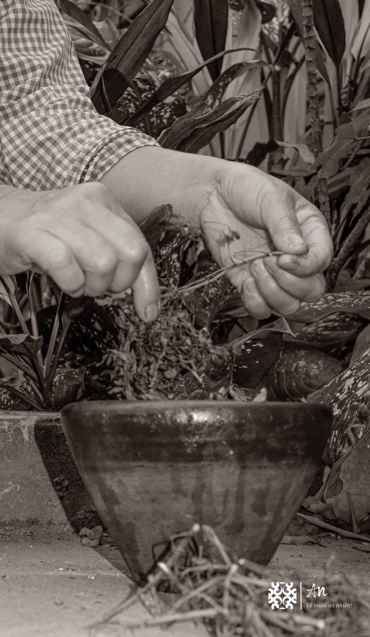 bông gạo kết hợp với Đinh lăng giã tay bông gạo kết hợp với Đinh lăng giã tay