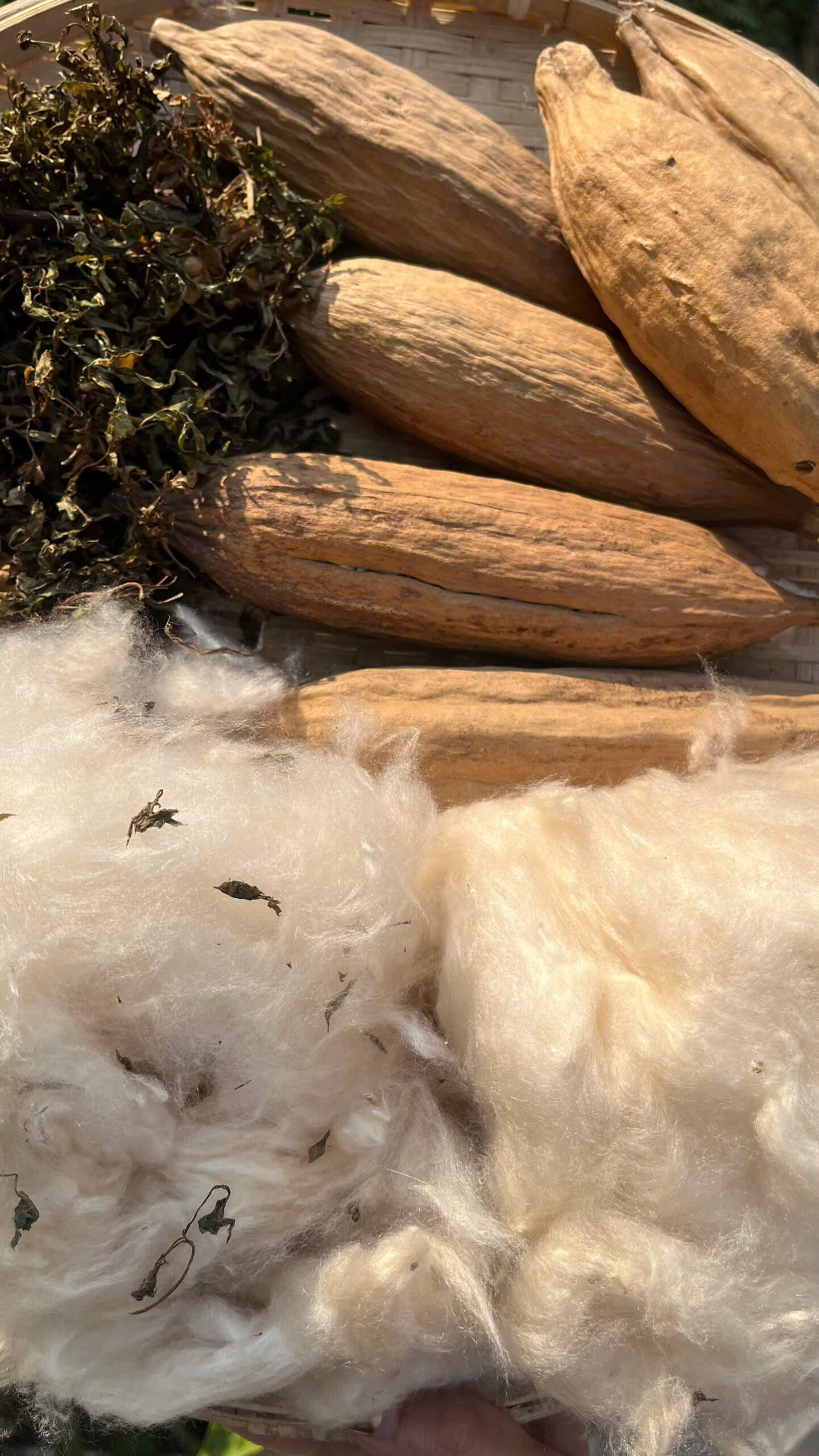 Bông gạo kết hợp với lá đinh lăng giã tay Bông gạo kết hợp với lá đinh lăng giã tay