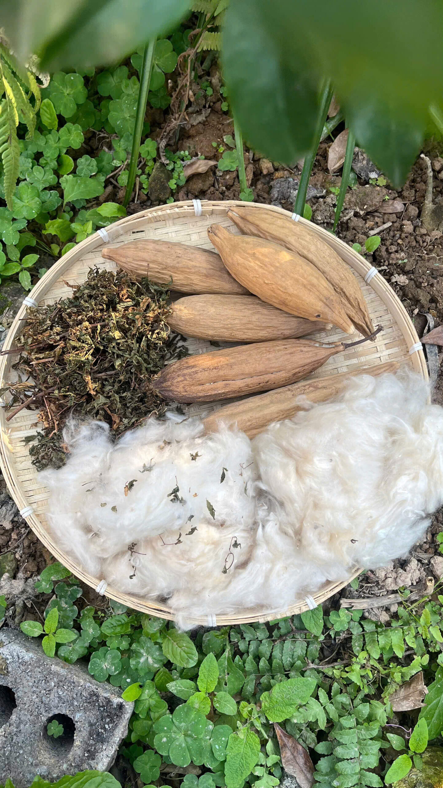 Bông gạo kết hợp với lá đinh lăng giã tay Bông gạo kết hợp với lá đinh lăng giã tay