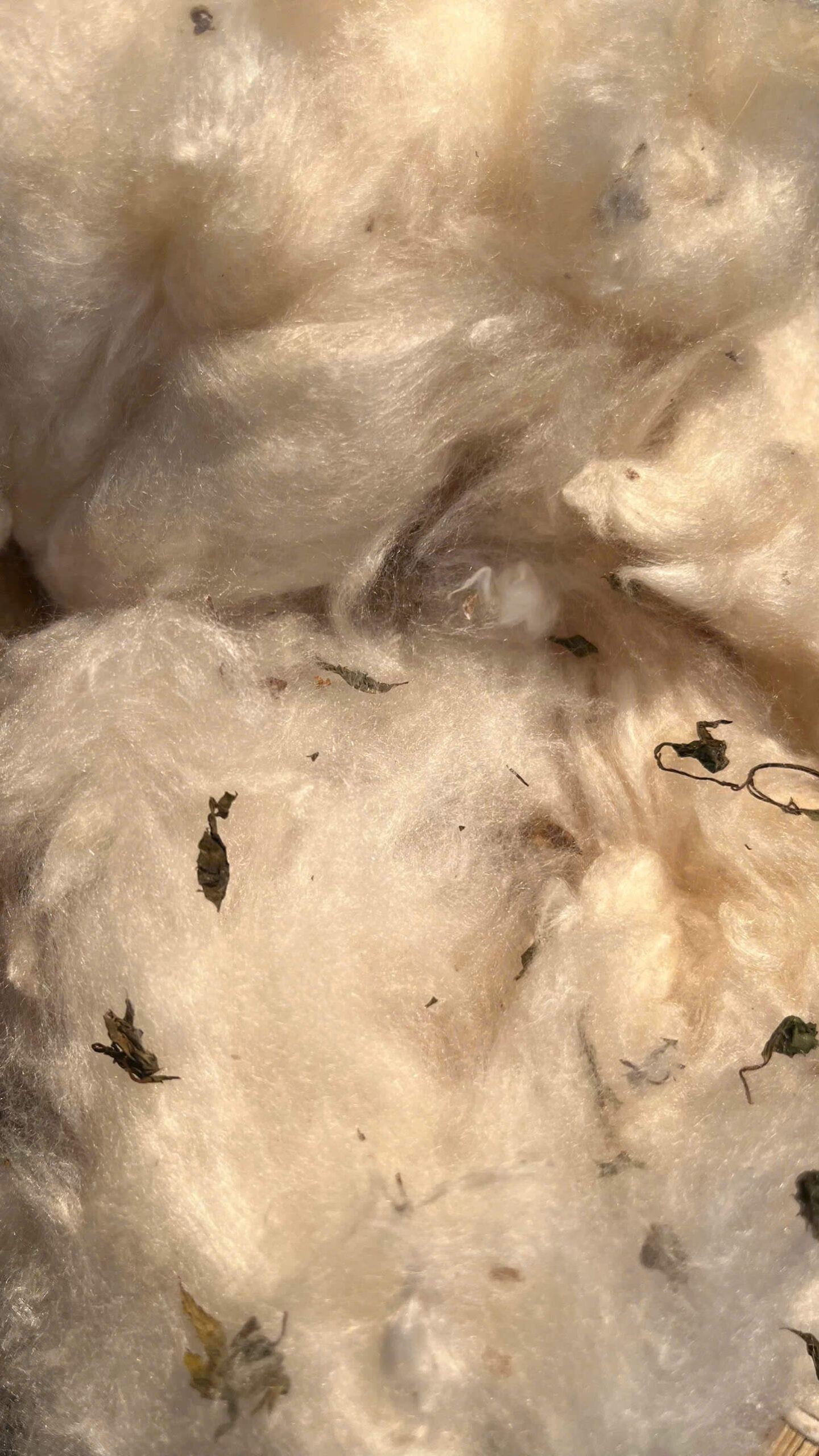 Bông gạo kết hợp với lá đinh lăng giã tay Bông gạo kết hợp với lá đinh lăng giã tay