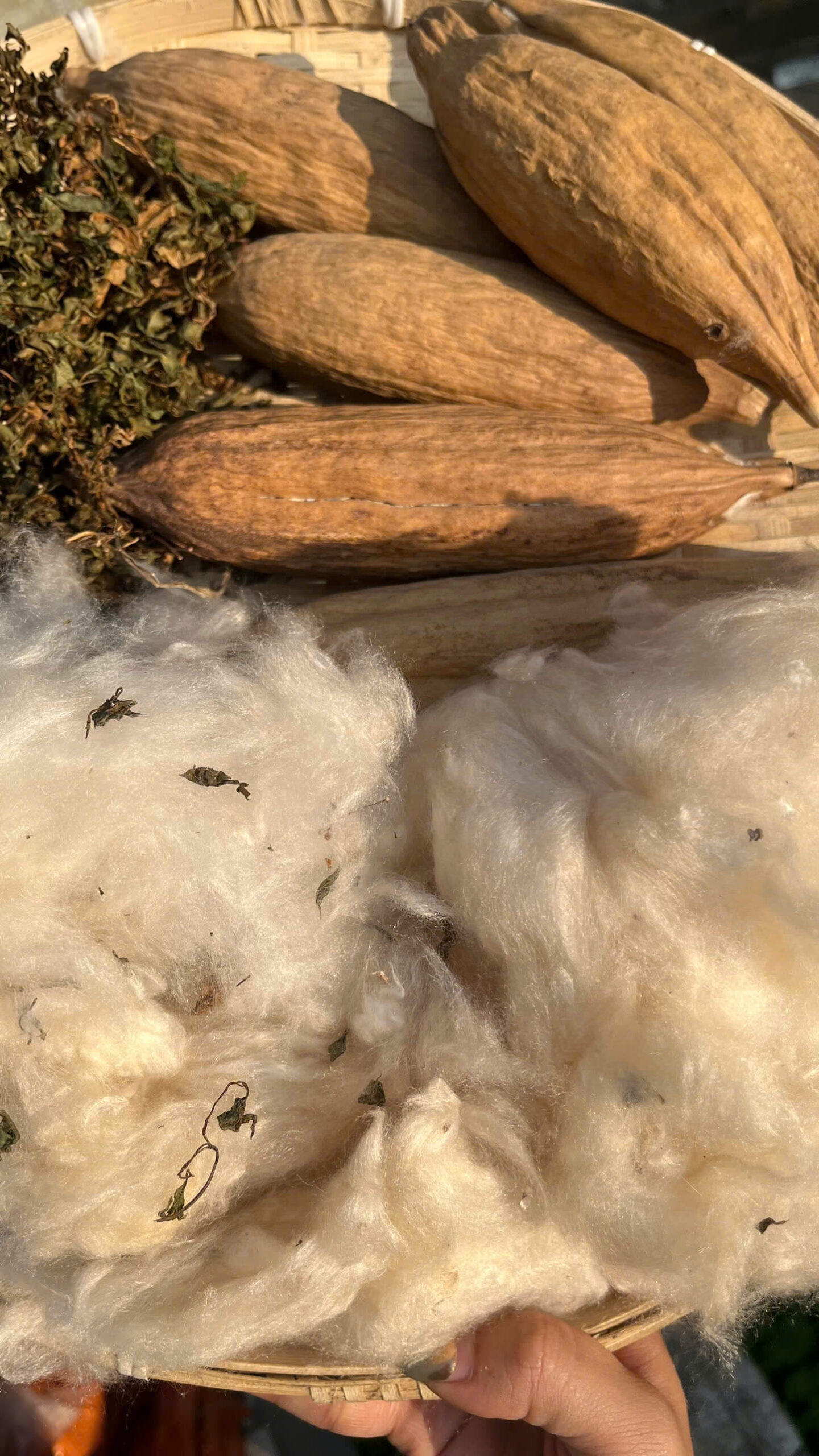 Gối bông gạo kết hợp với lá đinh lăng Gối bông gạo kết hợp với lá đinh lăng