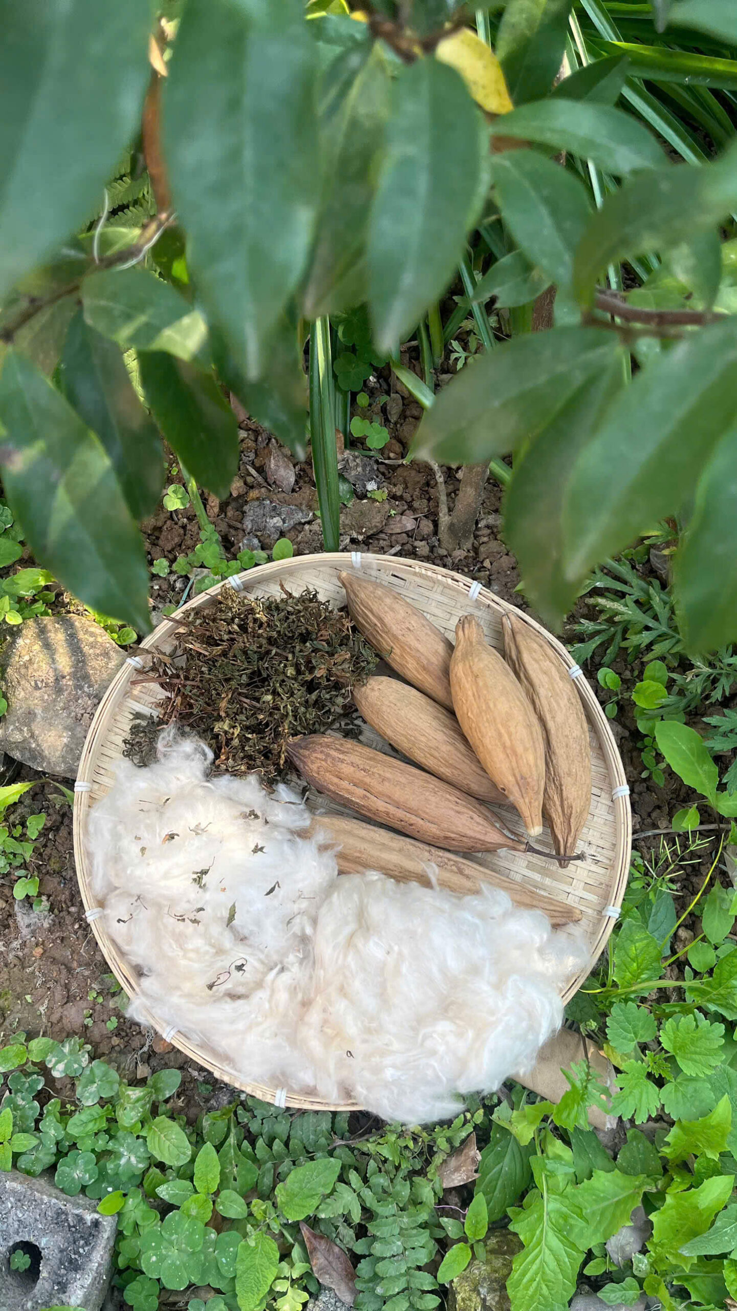 Bông gạo kết hợp với lá đinh lăng giã tay Bông gạo kết hợp với lá đinh lăng giã tay